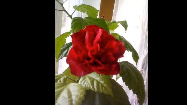 Мой Аленький цветочек