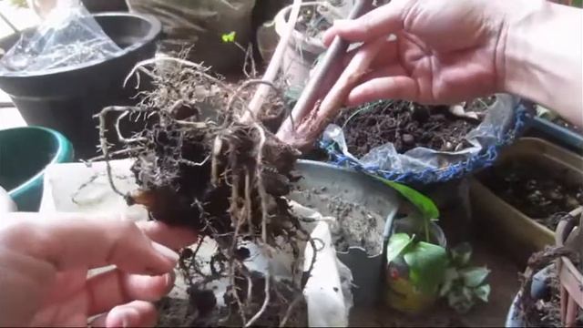 Exploring my Alocasia Amazonica - digging into its soil смотреть онлайн