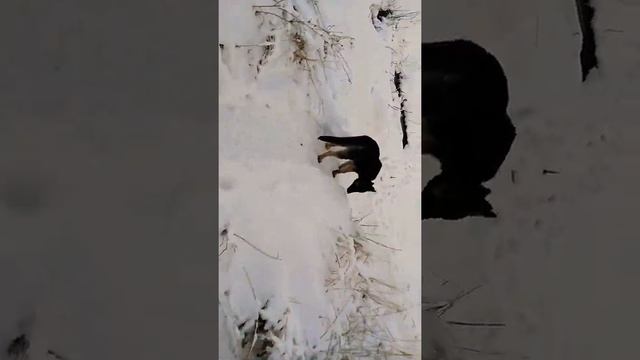 Помесь вео и немецкая овчарка .6 месяцев. Рой. смотреть онлайн