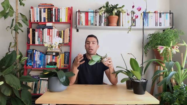 How to care for your Phalaenopsis Orchid смотреть онлайн