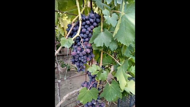 Виноград Подарок несветая и Аркадия(Настя).Продажа черенков. смотреть онлайн