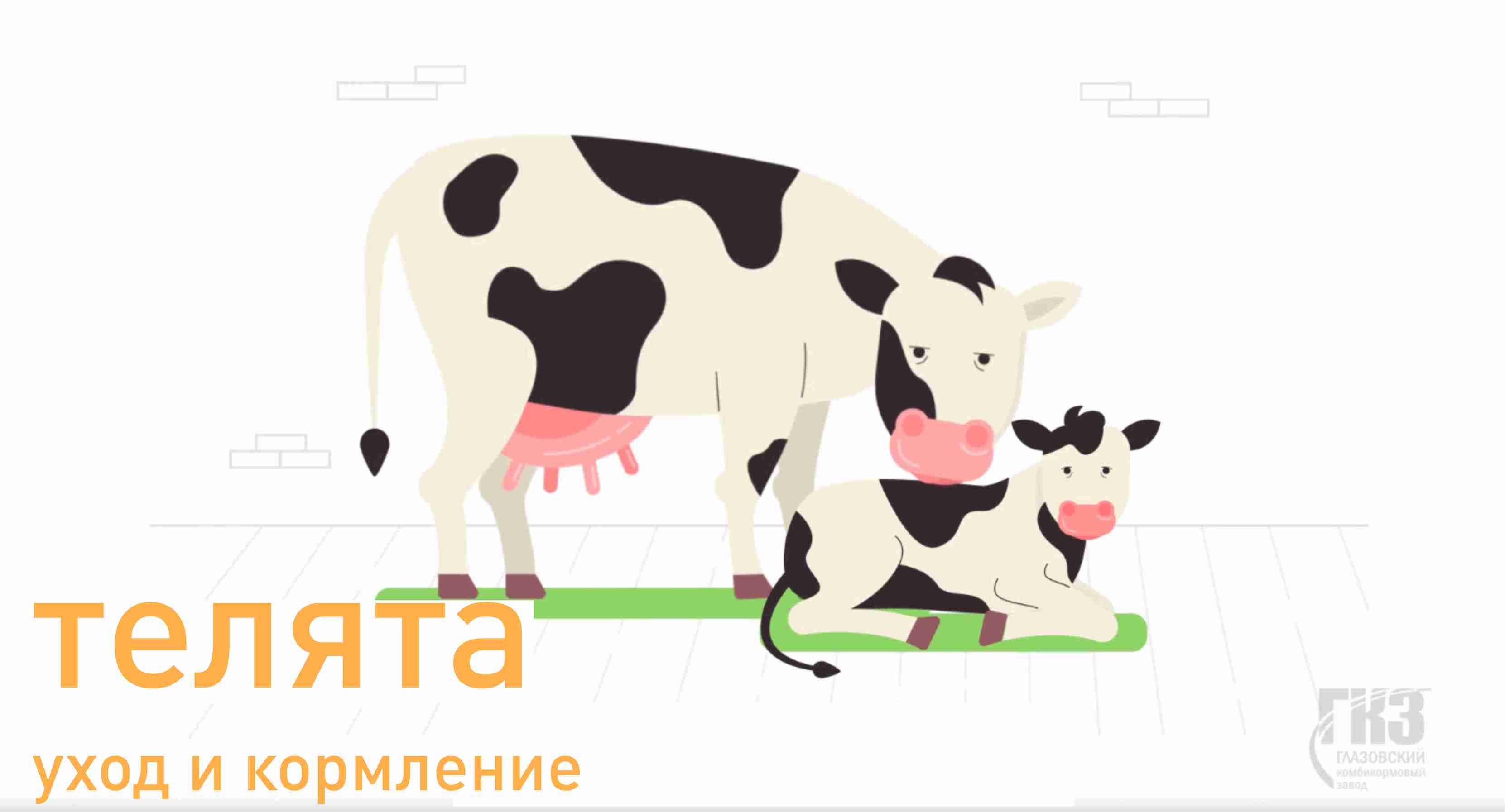 Выращивание телят смотреть онлайн