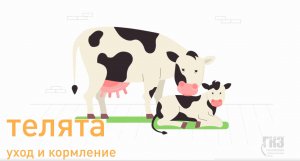 Выращивание телят