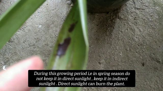 How to care of Cymbidium Orchids|| Orchids care tips|| Cymbidium Orchids care|| смотреть онлайн