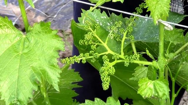 @Уход за виноградом, нагрузка виноградного куста смотреть онлайн