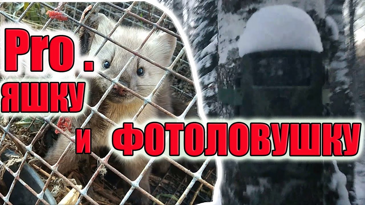 Яшка ест ондатру _ Живучесть фотоловушки в мороз смотреть онлайн