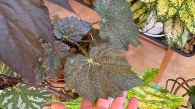 Джунгли в квартире. Осеннее обострение))) Новые растения в моем саду!)) смотреть онлайн