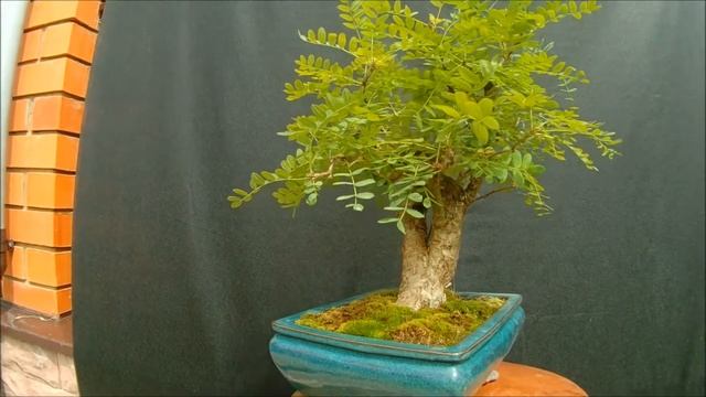 2020 лето бонсай Карага́на древови́дная (лат. Caragána arboréscens) смотреть онлайн