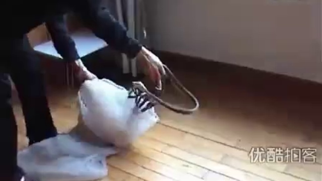 Змеиная жесть смотреть онлайн