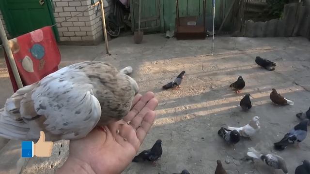 И полеты в ураган и любовь и голуби и бухие гости............. смотреть онлайн