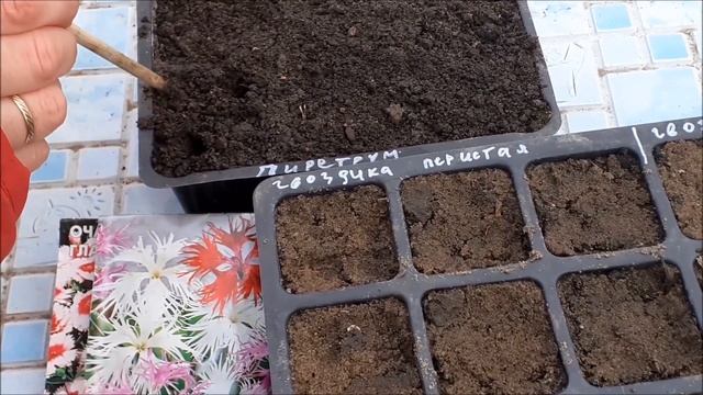 Посев семян многолетних цветов под зиму смотреть онлайн