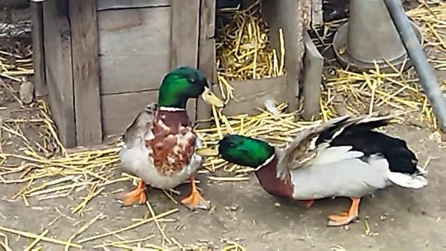 Брачный период у наших подсадных уток смотреть онлайн