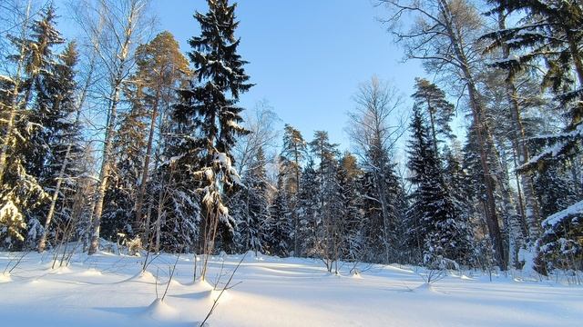Солнечное утро в заснеженном лесу. ч.2. Февраль 2024 смотреть онлайн