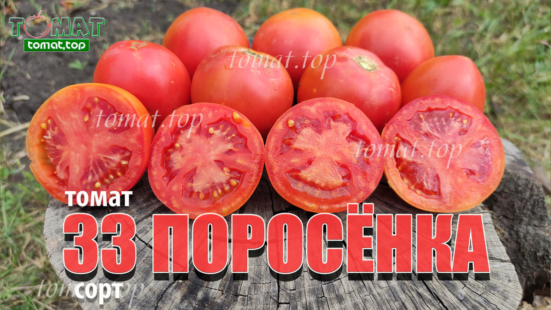 Томат 33 поросёнка от Сибирского сада. Описание, отзывы, характеристики сорта 33 Поросёнка смотреть онлайн