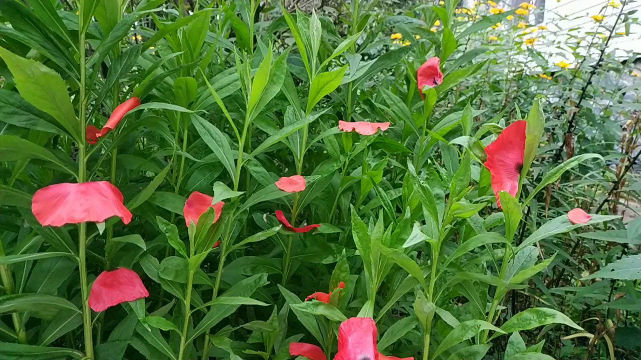 ДИВИЯ ВОЛНЫ "О ПОКОРИТЬСЯ" ХЬЮ ЛИНЕ, очищении, хоопонопоно и прочем..." смотреть онлайн