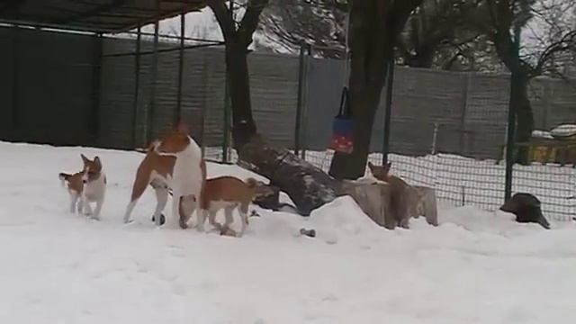 Басенджи зимой) африканские собаки......? нет не слышали)))) смотреть онлайн