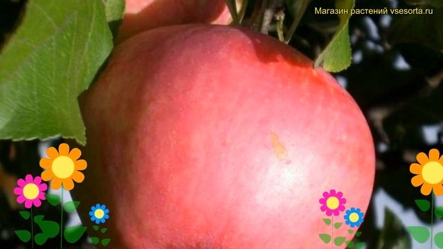Яблоня домашняя Июльское Черненко. Краткий обзор, описание malus domestica Июльское Черненко смотреть онлайн