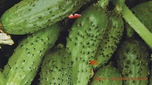 Огурец обыкновенный Кустовой (kustovoy) ? огурец Кустовой обзор: как сажать семена огурца Кустовой