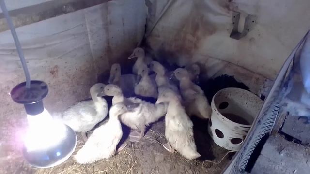 Утята Голубой Фаворит. растут не по дням, а по часам. Возраст 25 суток. смотреть онлайн