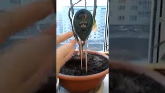 #цитрусовые #индикаторы #Проверка влажности и кислотности #лимонывдомашних условиях смотреть онлайн