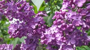 7 слов, которые наши предки боялись произносить