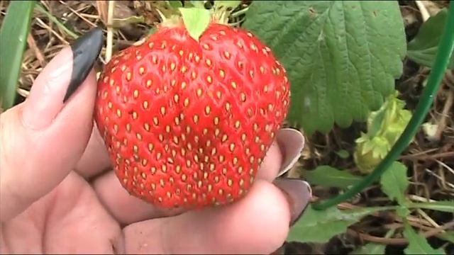 Земляника садовая крупноплодная Королева Елизавета-2. Июнь 2017 г//Секреты хороших урожаев. смотреть онлайн
