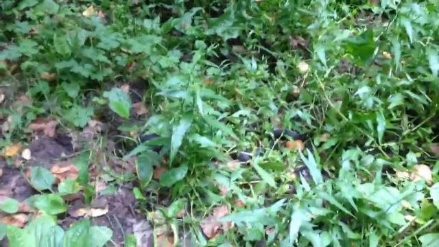 Коучинг на триллион Часть 374 Метровый уж на пробежке 4 смотреть онлайн