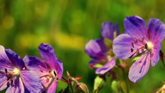 Растения, которые могут цвести круглый год. смотреть онлайн