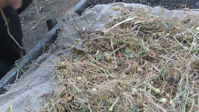 Уборка лука-севка