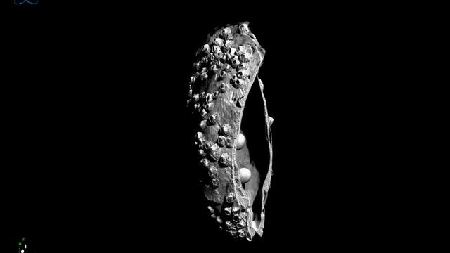 Pearl Oyster micro-CT scan смотреть онлайн