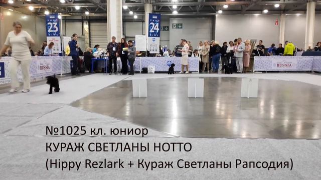 "Россия 2019", 02.11.2019, цвергшнауцеры черного окраса, кобели юниоры смотреть онлайн