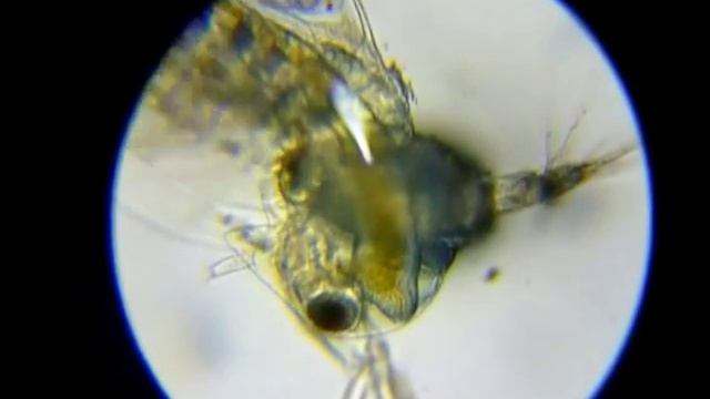 Микроскоп: Дафния смотреть онлайн