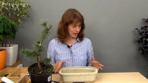 04.Бонсай из сосны (ч.4).