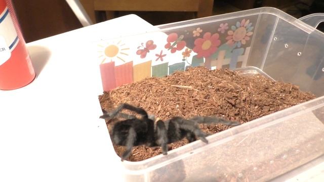 Граммостола пульхра продакшен представляет=))) смотреть онлайн