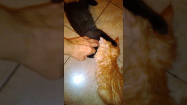 Что делают маленькие котята перед сном. смотреть онлайн