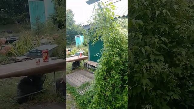 Клематис виноградолистный: поздний медонос смотреть онлайн