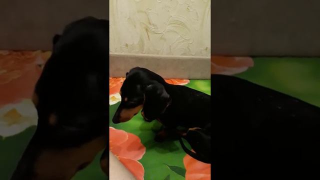 Такса Боня смотреть онлайн