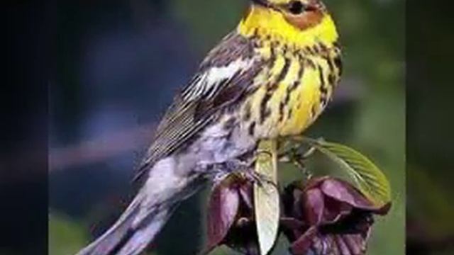 Тигровый лесной певун. Читать описание. смотреть онлайн