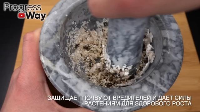 Я был в шоке! Бабушкин совет реально помог! Рассада не вытягивается, толстая и коренастая! смотреть онлайн