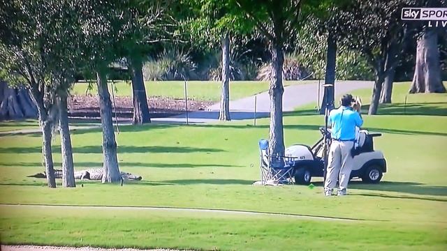 Tripod The Famous Alligator At TPC Louisiana.  Stumpy