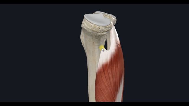 Трехглавая мышца голени (m. triceps surae) 3D Анатомия смотреть онлайн