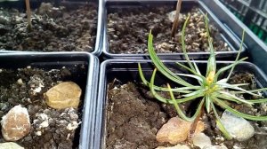 Скорость роста кедра сибирского