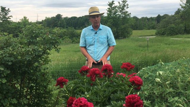 Growing Peonies смотреть онлайн
