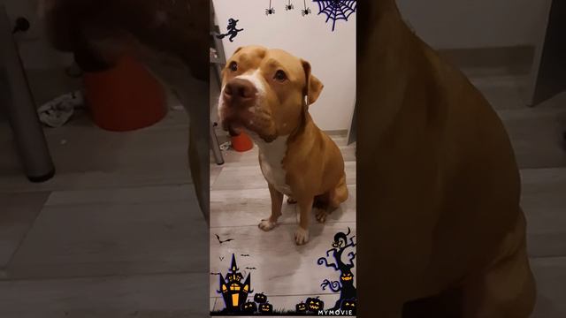 (18+)Jak sie denerwuje pit bulla(angry pit bull attack me) смотреть онлайн