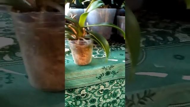 Новые растения фаленопсис и каттлея, первый полив