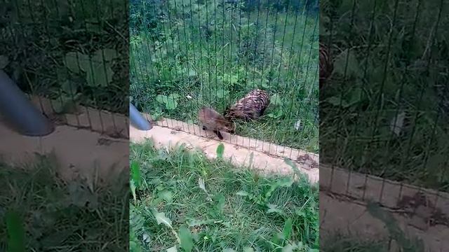 Енотовидная собака смотреть онлайн