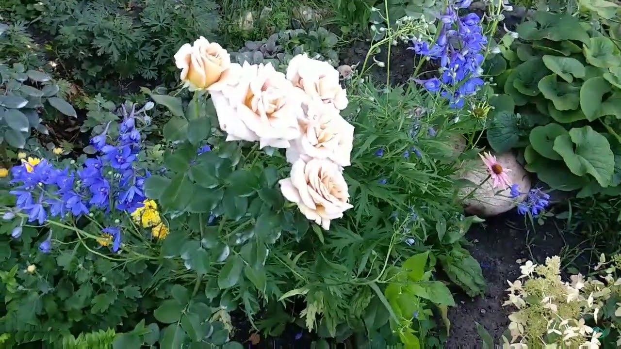 Розы. Если нет синих роз, то что есть синего к розам. смотреть онлайн