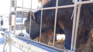 Скотный рынок манас. Цены в месяц Рамадан