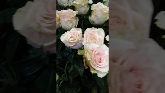 Розы розовые. Моя любовь. Пинк Мондиаль смотреть онлайн