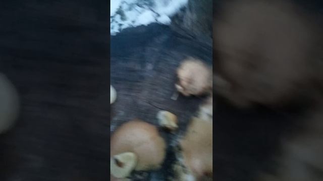 Вешанки на пеньках выросли на третий год в декабре. смотреть онлайн